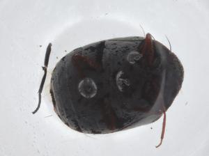  ( - CBG-A22479-F05)  @11 [ ] CreativeCommons - Attribution Share - Alike (2023) Centre for Biodiversity Genomics Centre for Biodiversity Genomics