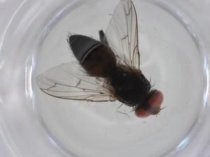  ( - CBG-A23099-D04)  @11 [ ] CreativeCommons - Attribution Share - Alike (2023) Centre for Biodiversity Genomics Centre for Biodiversity Genomics