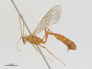  ( - CBG-A23380-D03)  @11 [ ] CreativeCommons - Attribution Share - Alike (2024) CBG Photography Group Centre for Biodiversity Genomics