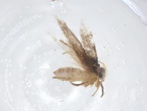  ( - CBG-A23729-B06)  @11 [ ] CreativeCommons - Attribution Share - Alike (2023) Centre for Biodiversity Genomics Centre for Biodiversity Genomics