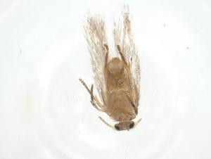  ( - CBG-A23730-D01)  @11 [ ] CreativeCommons - Attribution Share - Alike (2023) Centre for Biodiversity Genomics Centre for Biodiversity Genomics