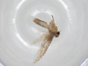  ( - CBG-A23731-D09)  @11 [ ] CreativeCommons - Attribution Share - Alike (2023) Centre for Biodiversity Genomics Centre for Biodiversity Genomics