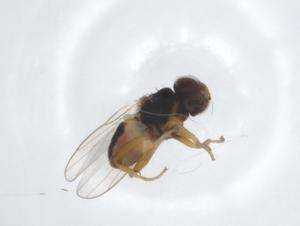  ( - CBG-A23955-E10)  @11 [ ] CreativeCommons - Attribution Share - Alike (2023) Centre for Biodiversity Genomics Centre for Biodiversity Genomics