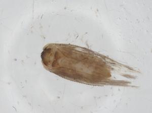  ( - CBG-A23960-F03)  @11 [ ] CreativeCommons - Attribution Share - Alike (2023) Centre for Biodiversity Genomics Centre for Biodiversity Genomics