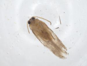  ( - CBG-A23963-F08)  @11 [ ] CreativeCommons - Attribution Share - Alike (2023) Centre for Biodiversity Genomics Centre for Biodiversity Genomics