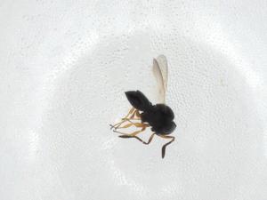  ( - CBG-A23981-G01)  @11 [ ] CreativeCommons - Attribution Share - Alike (2023) Centre for Biodiversity Genomics Centre for Biodiversity Genomics