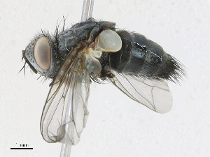  ( - CBG-A24209-C03)  @11 [ ] CreativeCommons - Attribution Share - Alike (2023) CBG Photography Group Centre for Biodiversity Genomics