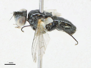  ( - CBG-A24210-G12)  @11 [ ] CreativeCommons - Attribution Share - Alike (2023) CBG Photography Group Centre for Biodiversity Genomics