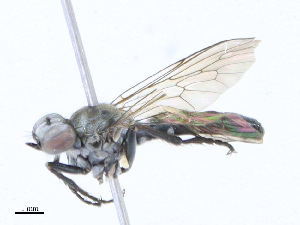  ( - CBG-A24278-H11)  @11 [ ] CreativeCommons - Attribution Share - Alike (2023) CBG Photography Group Centre for Biodiversity Genomics
