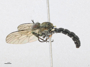  ( - CBG-A24279-G07)  @11 [ ] CreativeCommons - Attribution Share - Alike (2023) CBG Photography Group Centre for Biodiversity Genomics
