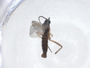  ( - CBG-A24366-G04)  @11 [ ] CreativeCommons - Attribution Share - Alike (2023) Centre for Biodiversity Genomics Centre for Biodiversity Genomics