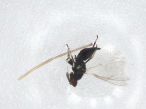  ( - CBG-A24953-G05)  @11 [ ] CreativeCommons - Attribution Share - Alike (2023) Centre for Biodiversity Genomics Centre for Biodiversity Genomics