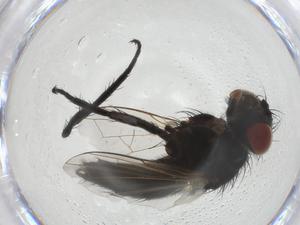  ( - CBG-A24970-E11)  @11 [ ] CreativeCommons - Attribution Share - Alike (2023) Centre for Biodiversity Genomics Centre for Biodiversity Genomics