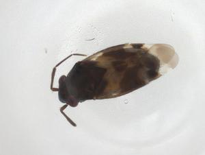  ( - CBG-A25137-G01)  @11 [ ] CreativeCommons - Attribution Share - Alike (2023) Centre for Biodiversity Genomics Centre for Biodiversity Genomics