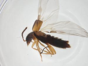  ( - CBG-A25146-H04)  @11 [ ] CreativeCommons - Attribution Share - Alike (2023) Centre for Biodiversity Genomics Centre for Biodiversity Genomics