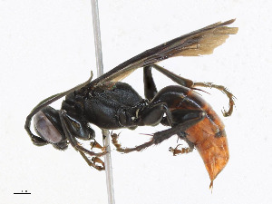  ( - CBG-A25886-H01)  @11 [ ] CreativeCommons - Attribution Share - Alike (2023) CBG Photography Group Centre for Biodiversity Genomics