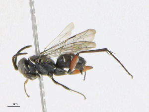  ( - CBG-A25919-B02)  @11 [ ] CreativeCommons - Attribution Share - Alike (2023) CBG Photography Group Centre for Biodiversity Genomics