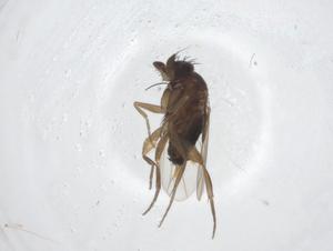 ( - CBG-A23936-C02)  @11 [ ] CreativeCommons - Attribution Share - Alike (2024) Centre for Biodiversity Genomics Centre for Biodiversity Genomics
