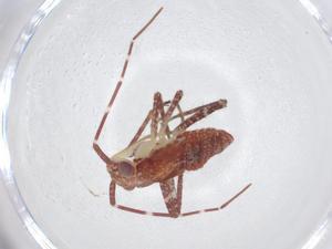  ( - CBG-A24364-F09)  @11 [ ] CreativeCommons - Attribution Share - Alike (2024) Centre for Biodiversity Genomics Centre for Biodiversity Genomics