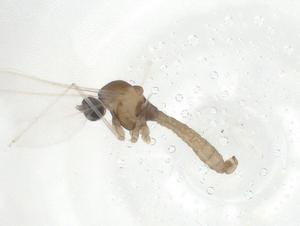  ( - CBG-A24397-H02)  @11 [ ] CreativeCommons - Attribution Share - Alike (2023) Centre for Biodiversity Genomics Centre for Biodiversity Genomics