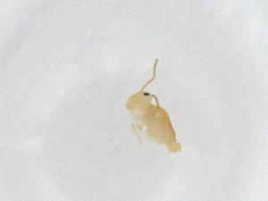  ( - CBG-A24406-B03)  @11 [ ] CreativeCommons - Attribution Share - Alike (2023) Centre for Biodiversity Genomics Centre for Biodiversity Genomics