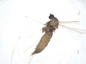  ( - CBG-A24988-D01)  @11 [ ] CreativeCommons - Attribution Share - Alike (2023) Centre for Biodiversity Genomics Centre for Biodiversity Genomics