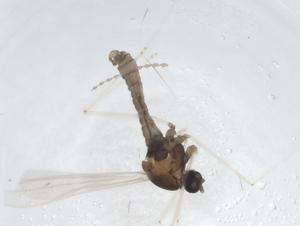  ( - CBG-A25029-B12)  @11 [ ] CreativeCommons - Attribution Share - Alike (2024) Centre for Biodiversity Genomics Centre for Biodiversity Genomics