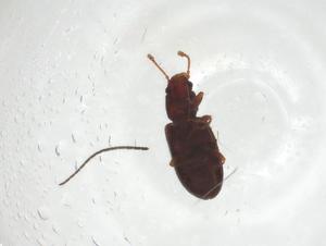  ( - CBG-A25161-F12)  @11 [ ] CreativeCommons - Attribution Share - Alike (2023) Centre for Biodiversity Genomics Centre for Biodiversity Genomics