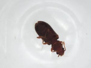  ( - CBG-A25165-F12)  @11 [ ] CreativeCommons - Attribution Share - Alike (2023) Centre for Biodiversity Genomics Centre for Biodiversity Genomics