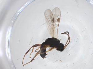 ( - CBG-A25167-E10)  @11 [ ] CreativeCommons - Attribution Share - Alike (2024) Centre for Biodiversity Genomics Centre for Biodiversity Genomics