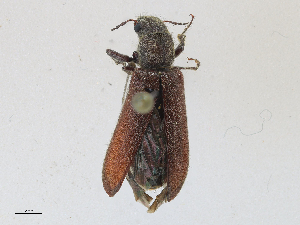  ( - CBG-A25890-G10)  @11 [ ] CreativeCommons - Attribution Share-Alike (2024) CBG Photography Group Centre for Biodiversity Genomics
