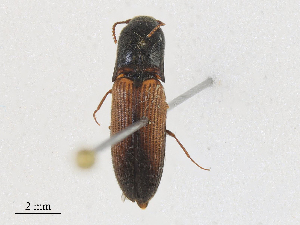  ( - CBG-A25898-B05)  @11 [ ] CreativeCommons - Attribution Share - Alike (2024) CBG Photography Group Centre for Biodiversity Genomics