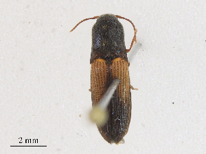  ( - CBG-A25898-C01)  @11 [ ] CreativeCommons - Attribution Share - Alike (2024) CBG Photography Group Centre for Biodiversity Genomics