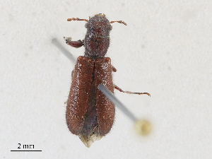  ( - CBG-A25931-B12)  @11 [ ] CreativeCommons - Attribution Share - Alike (2024) CBG Photography Group Centre for Biodiversity Genomics