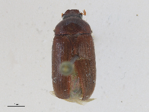  ( - CBG-A25942-E03)  @11 [ ] CreativeCommons - Attribution Share-Alike (2024) CBG Photography Group Centre for Biodiversity Genomics