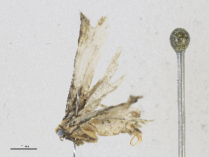  ( - CBG-A25943-F09)  @11 [ ] CreativeCommons - Attribution Share-Alike (2024) CBG Photography Group Centre for Biodiversity Genomics