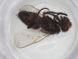  ( - CBG-A26219-A12)  @11 [ ] CreativeCommons - Attribution Share - Alike (2024) Centre for Biodiversity Genomics Centre for Biodiversity Genomics