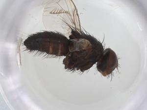  ( - CBG-A26219-B01)  @11 [ ] CreativeCommons - Attribution Share - Alike (2024) Centre for Biodiversity Genomics Centre for Biodiversity Genomics