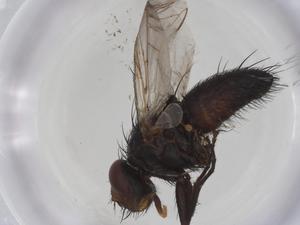  ( - CBG-A26219-B04)  @11 [ ] CreativeCommons - Attribution Share - Alike (2024) Centre for Biodiversity Genomics Centre for Biodiversity Genomics