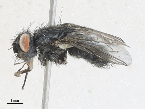  ( - CBG-A27545-C06)  @11 [ ] CreativeCommons - Attribution Share - Alike (2024) CBG Photography Group Centre for Biodiversity Genomics