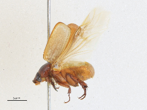  ( - CBG-A28472-D04)  @11 [ ] CreativeCommons - Attribution Share-Alike (2024) CBG Photography Group Centre for Biodiversity Genomics