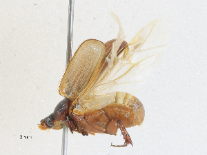  ( - CBG-A28472-D05)  @11 [ ] CreativeCommons - Attribution Share-Alike (2024) CBG Photography Group Centre for Biodiversity Genomics