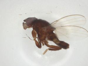  ( - CBG-A26335-E02)  @11 [ ] CreativeCommons - Attribution Share - Alike (2024) Centre for Biodiversity Genomics Centre for Biodiversity Genomics