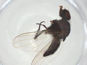  ( - CBG-A26355-C03)  @11 [ ] CreativeCommons - Attribution Share - Alike (2024) Centre for Biodiversity Genomics Centre for Biodiversity Genomics