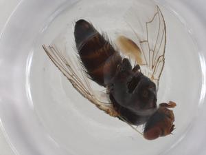  ( - CBG-A26459-B03)  @11 [ ] CreativeCommons - Attribution Share - Alike (2024) Centre for Biodiversity Genomics Centre for Biodiversity Genomics