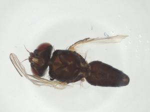  ( - CBG-A26463-G06)  @11 [ ] CreativeCommons - Attribution Share - Alike (2024) Centre for Biodiversity Genomics Centre for Biodiversity Genomics