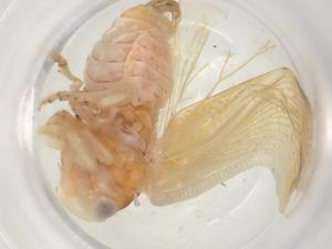  ( - CBG-A27944-A10)  @11 [ ] CreativeCommons - Attribution Share - Alike (2024) Centre for Biodiversity Genomics Centre for Biodiversity Genomics