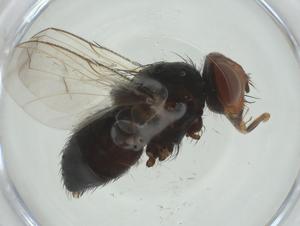  ( - CBG-A28107-E08)  @11 [ ] CreativeCommons - Attribution Share - Alike (2024) Centre for Biodiversity Genomics Centre for Biodiversity Genomics