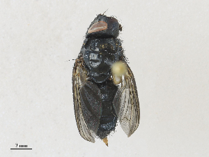  (Melanodexia - CBG-A28420-B09)  @11 [ ] CreativeCommons - Attribution Share - Alike (2024) CBG Photography Group Centre for Biodiversity Genomics
