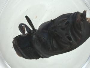  ( - CBG-A29599-E01)  @11 [ ] CreativeCommons - Attribution Share - Alike (2024) Centre for Biodiversity Genomics Centre for Biodiversity Genomics